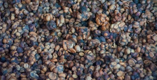 cafe caca kopi luwak indonesie