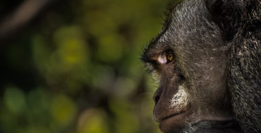 foret sacree des singes ubud bali faq