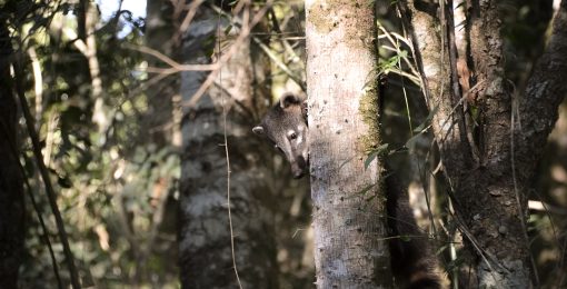 nord est argentine yvitu iguazu san ignacio