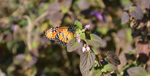 El Estero del Ibera Argentine Carlos Pellegrini mariposa papillion