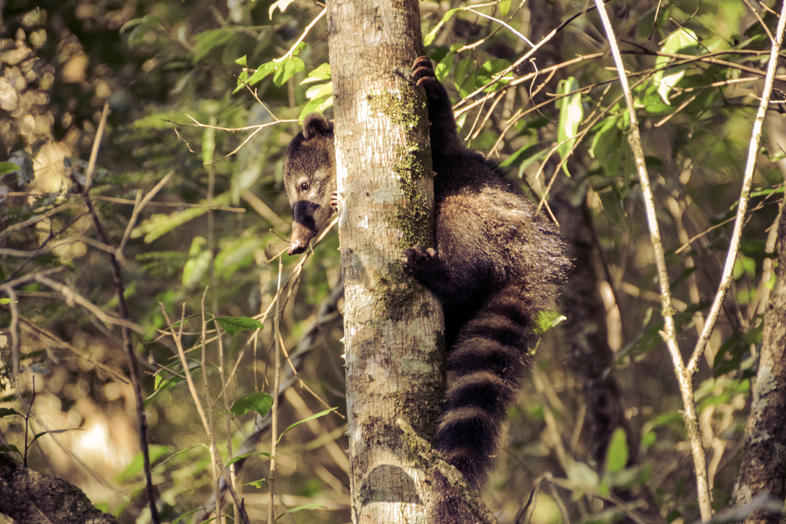 Réserve Yvytu workaway argentine region misiones animal coati