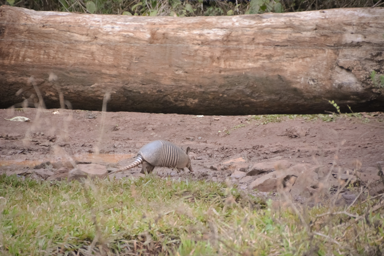 Réserve Yvytu workaway argentine region misiones animal tatou