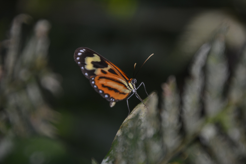 Réserve Yvytu workaway argentine region misiones papillon commun