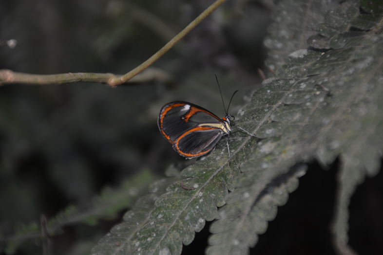 Réserve Yvytu workaway argentine region misiones papillon transparent