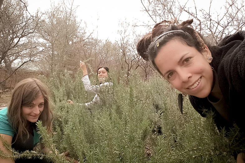 Volontariat workaway argentine cordoba san marcos sierra les volontaires dans les herbes aromatiques