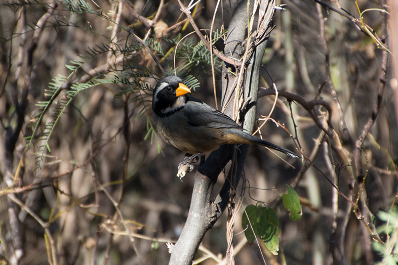 Volontariat workaway argentine cordoba san marcos sierra oiseau pepitero bec orange