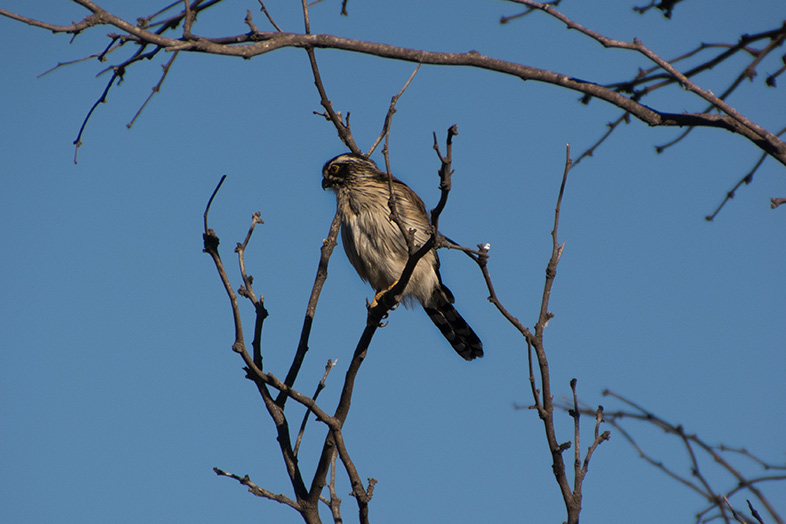 Volontariat workaway argentine cordoba san marcos sierra oiseau rapace