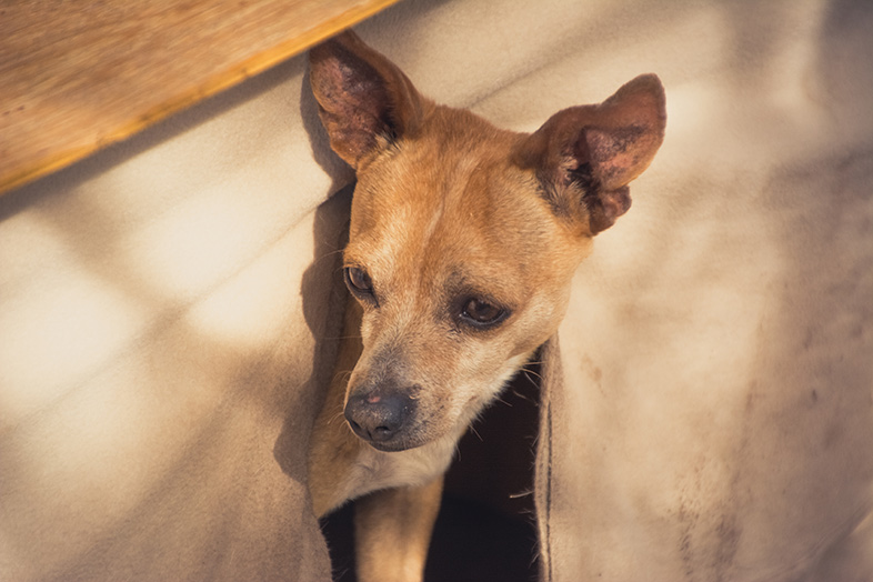 Volontariat workaway argentine cordoba san marcos sierra rufo un des chiens de la maison