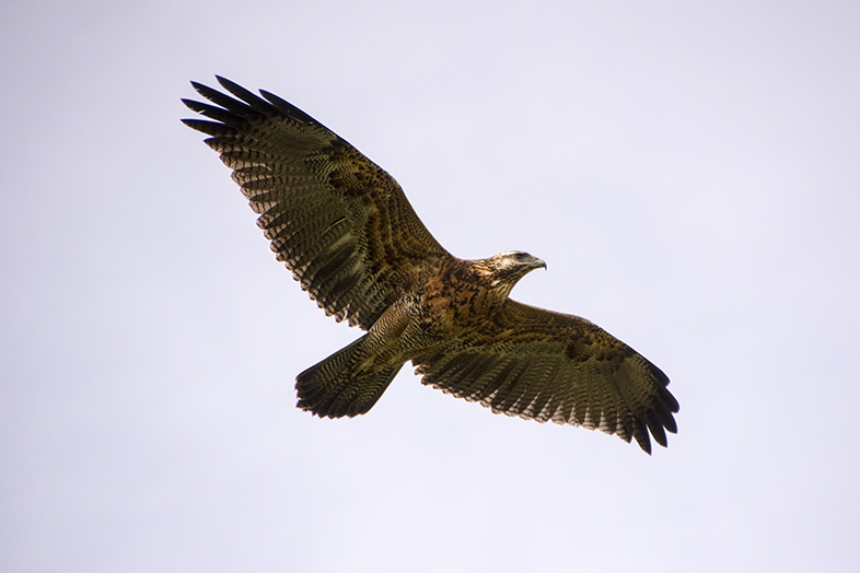 volontariat workaway puerto natales chili patagonie aigle juvenile 1