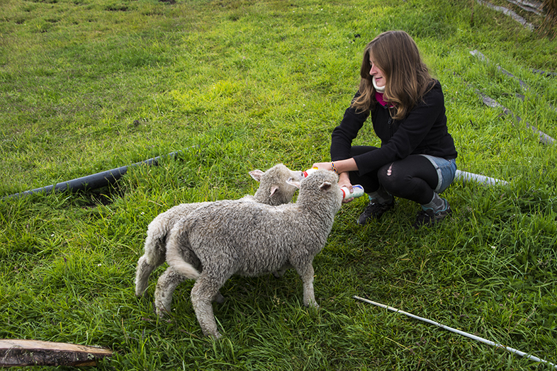 volontariat workaway puerto natales chili patagonie cecilia nourri les agneaux