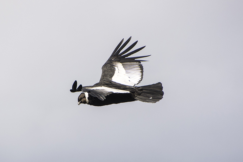 volontariat workaway puerto natales chili patagonie condor male vue de cote