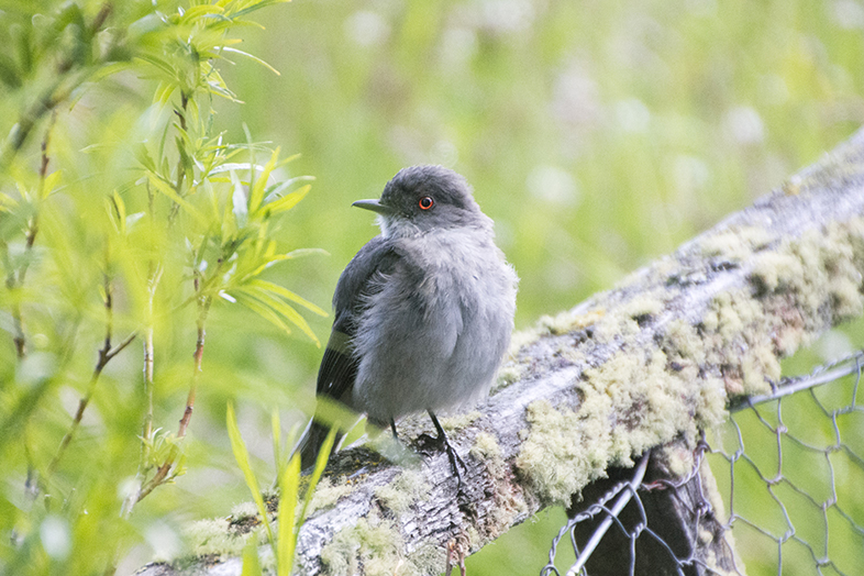 volontariat workaway puerto natales chili patagonie diucon oiseau