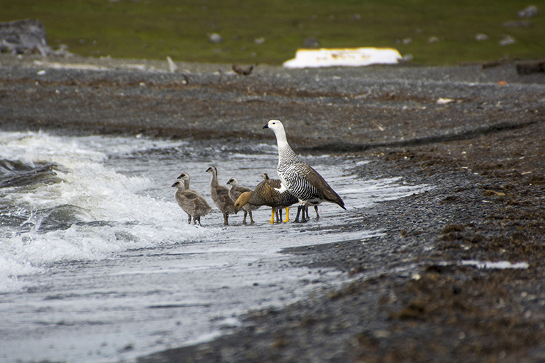 volontariat workaway puerto natales chili patagonie famille de caiquen