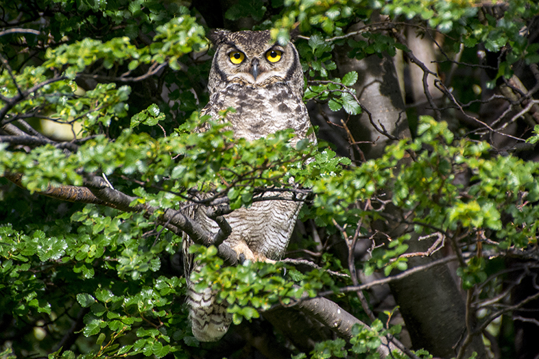 volontariat workaway puerto natales chili patagonie hibou grand duc male