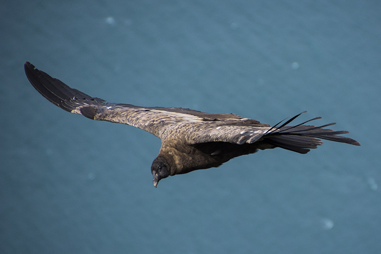volontariat workaway puerto natales chili patagonie jeune condor femelle