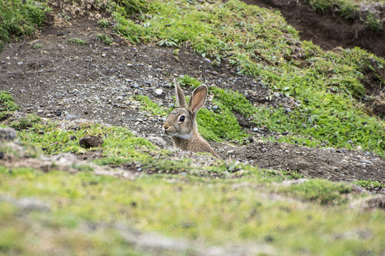 volontariat workaway puerto natales chili patagonie lapin curieux