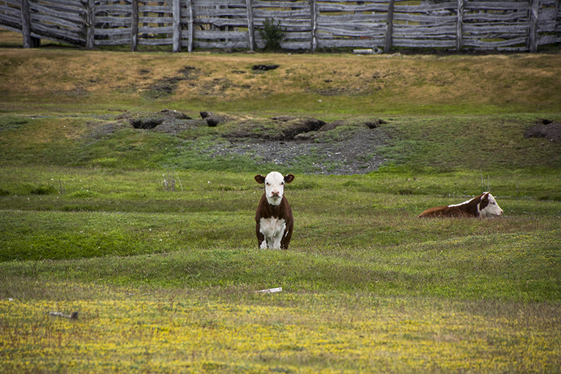 volontariat workaway puerto natales chili patagonie veau petite vache