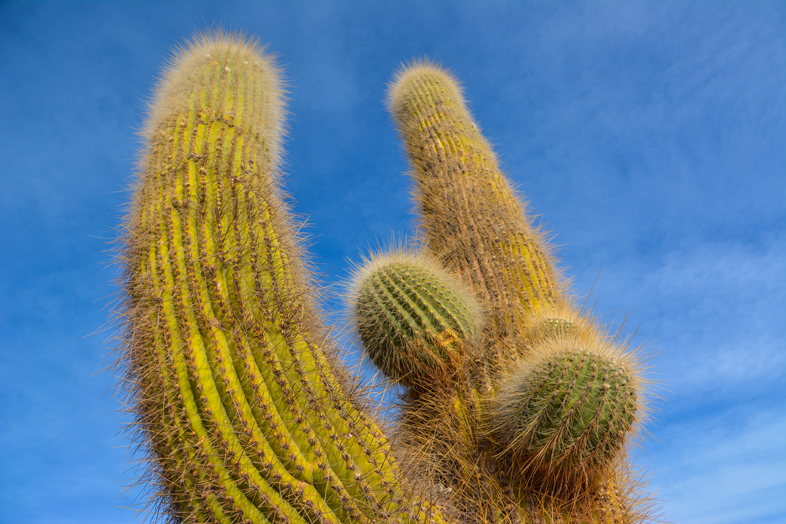 Roadtrip Salta Argentine boucle sud parc national los cardones cactus cardon