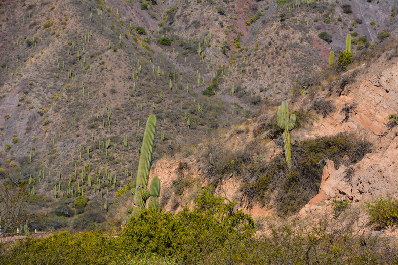 Roadtrip Salta Argentine boucle sud parc national los cardones