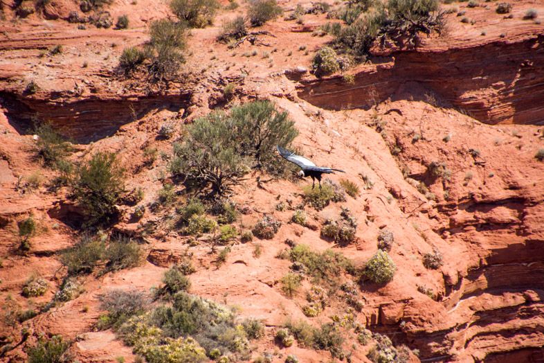 Parc National Sierra de las Quijadas province de San Luis Argentine condor des andes dans le canyon