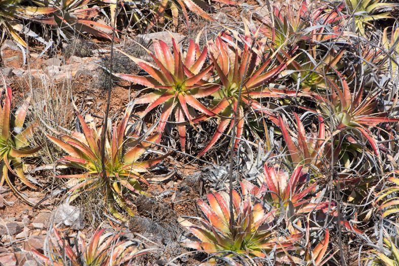 Parc National Sierra de las Quijadas province de San Luis Argentine plantes adaptees climat aride