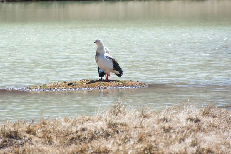 oiseau volatile Guayata Piuquen oie des andes andean goose dans la laguna de los horcones Aconcagua Mendoza Argentine