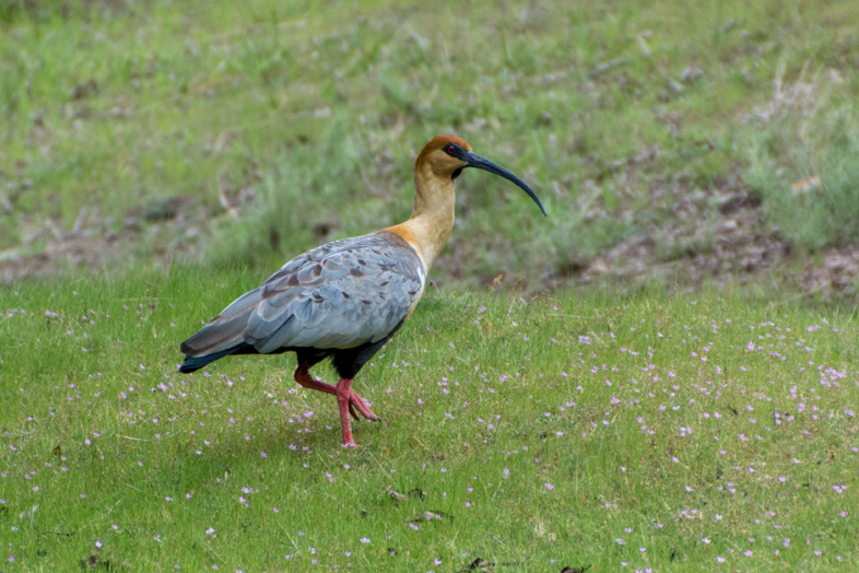 san martin de los andes faune bandurria oiseau