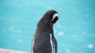 peninsule valdes argentine animaux faune pingouin manchot postshow