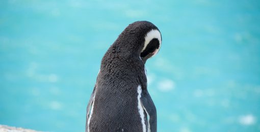 peninsule valdes argentine animaux faune pingouin manchot postshow