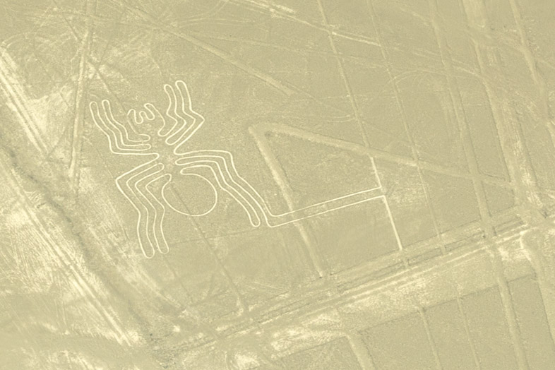 araignee tarentule mygale lignes de nazca perou voyage