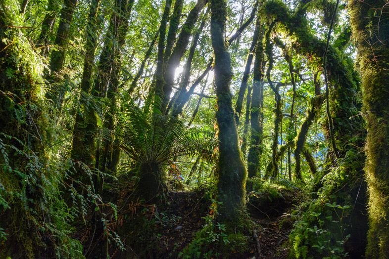 foret jungle vers le ventisquero colgante parc queulat carretera austral chili