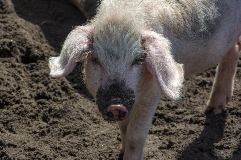volontariat au chili ile de chiloe porcelet cochon porc