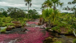 cano sabana riviere rose alternative cano cristales macarenia clavigera tranquilandia san jose del guaviare colombie postshow