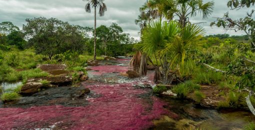 cano sabana riviere rose alternative cano cristales macarenia clavigera tranquilandia san jose del guaviare colombie postshow