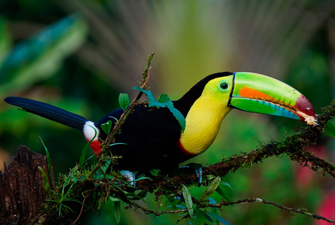 keel billed toucan dans le parc Tayrona