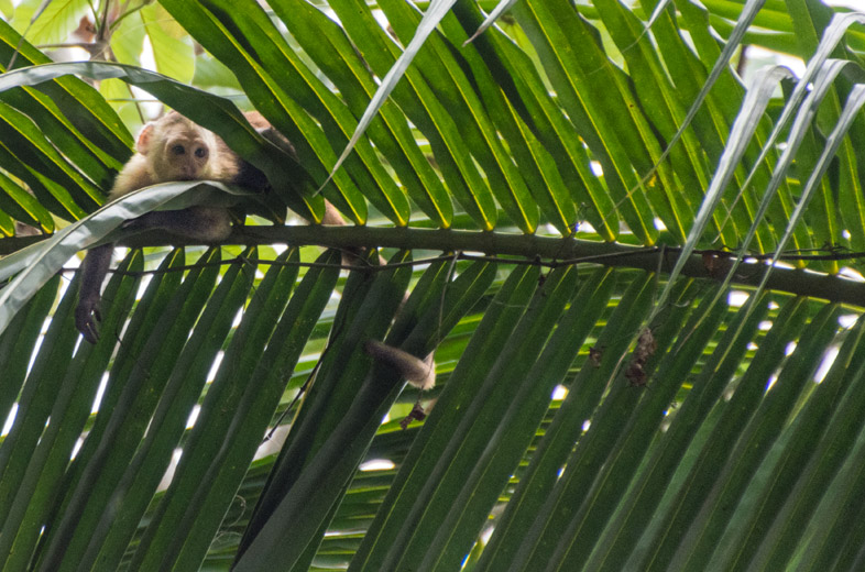 sapajou singe dans les palmiers parc tayrona colombie