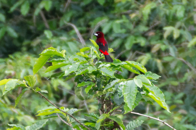 Tangara à dos rouge Crimson Backed Tanager observation d'oiseaux à Minca en Colombie