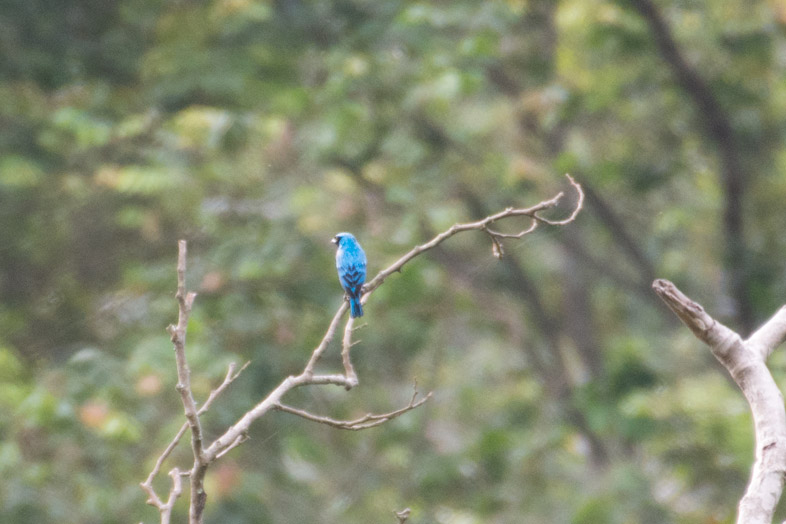 Tersine Hirondelle Swallow Tanager observation d'oiseaux à Minca en Colombie
