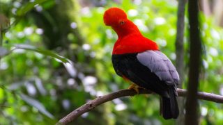 Photo d'un Gallito de Roca ou Coq de roche Péruvien en français. Photo prise à Jardin en Colombie
