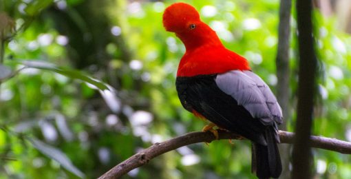 Photo d'un Gallito de Roca ou Coq de roche Péruvien en français. Photo prise à Jardin en Colombie