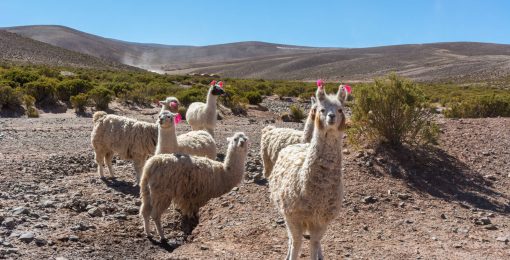 Des Lamas Traversent La Route En Bolivie Près De Tupiza Postshow