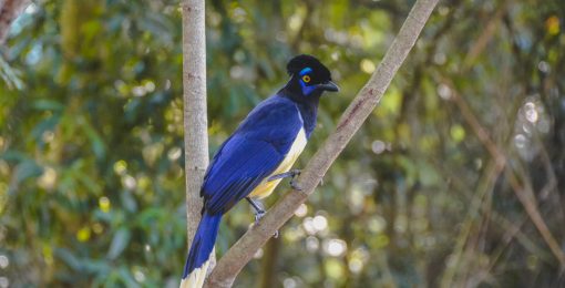 Oiseau emblématique de notre long Voyage en Argentine