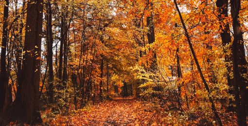 Forêt En Automne En France