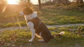 Harnais Border Collie