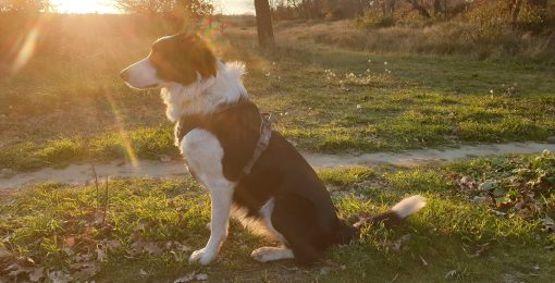 Harnais Border Collie