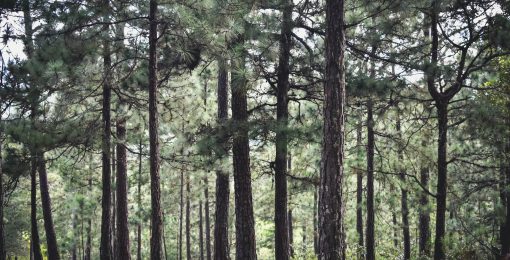 Fôret Des Landes Camping