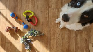 Jeux A Prendre En Vacances Pour Chien