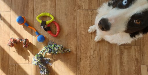 Jeux A Prendre En Vacances Pour Chien