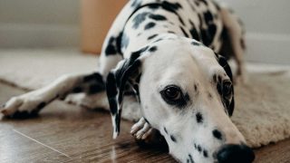 Tapis De Voyage Pour Chien Confortable
