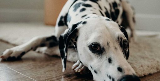 Tapis De Voyage Pour Chien Confortable